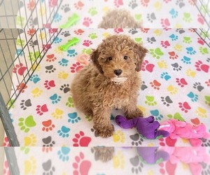 Cock-A-Poo-Poodle (Miniature) Mix Puppy for sale in ORO VALLEY, AZ, USA
