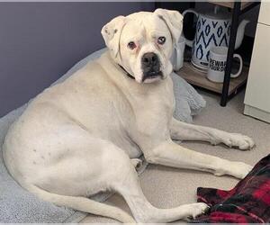 Boxer-Unknown Mix Dogs for adoption in Denver, CO, USA