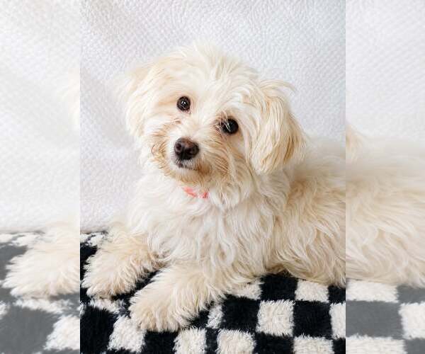 Medium Photo #1 Havamalt Puppy For Sale in Sanford, FL, USA