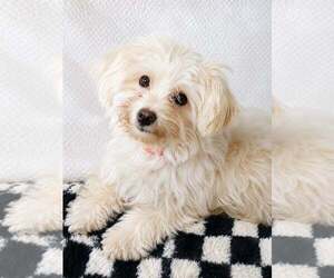Havamalt Dogs for adoption in Sanford, FL, USA