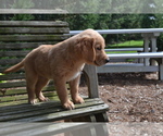 Puppy Ruby Golden Retriever