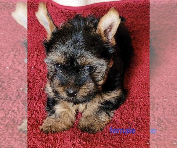 Medium Photo #6 Yorkshire Terrier Puppy For Sale in CONKLIN, NY, USA