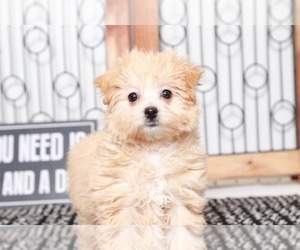Maltipoo Puppy for sale in NAPLES, FL, USA