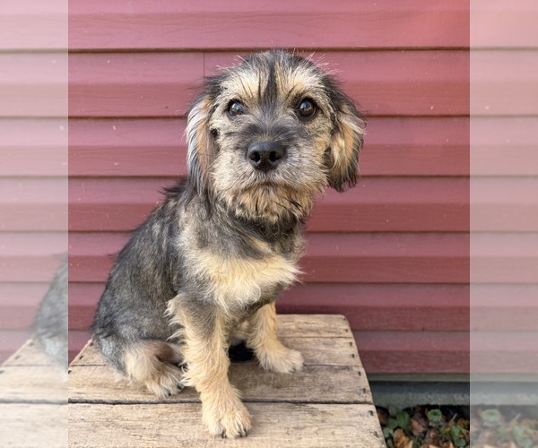 Medium Photo #4 Schnoodle (Miniature) Puppy For Sale in MIDDLEBURY, IN, USA