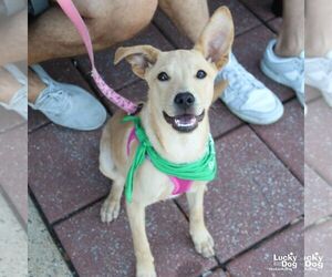 Labrador Retriever-Unknown Mix Dogs for adoption in Washington, DC, USA