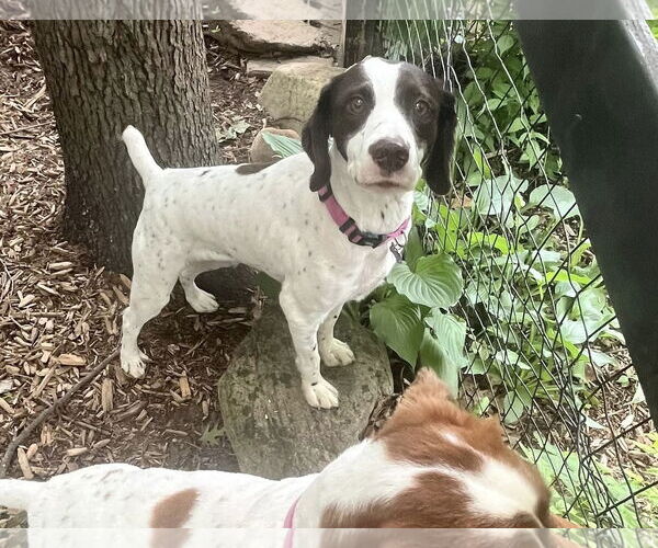 Medium Photo #2 Brittany Puppy For Sale in Curwensville, PA, USA