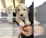 Puppy 13 Goldendoodle