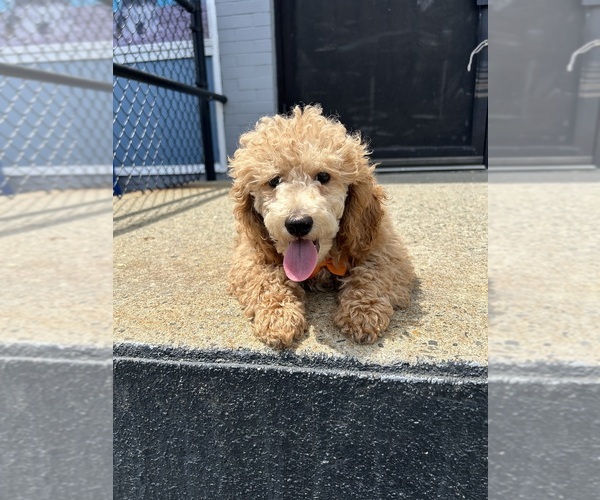 Medium Photo #1 Poodle (Toy) Puppy For Sale in RANDOLPH, MA, USA