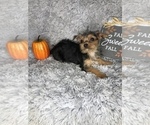 Small Photo #10 Yorkshire Terrier Puppy For Sale in INDIANAPOLIS, IN, USA