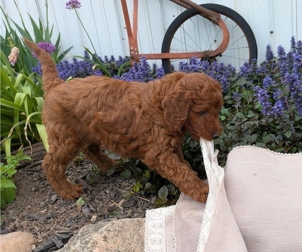 Medium Photo #52 Irish Doodle Puppy For Sale in GOSHEN, IN, USA