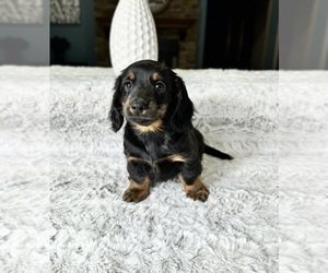 Dachshund Puppy for sale in GREENFIELD, IN, USA
