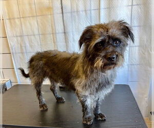 Mutt Dogs for adoption in Downey, CA, USA