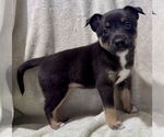 Small Feist Terrier Mix