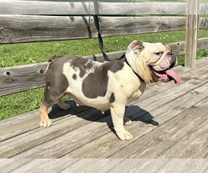 Mother of the Bulldog puppies born on 10/05/2026