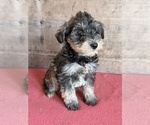 Litter of 8 - Male(s) and Female(s) Schnauzer (Miniature)Litter of Puppies for Sale - Photo #9