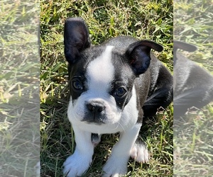 Boston Terrier Puppy for sale in PIKEVILLE, NC, USA
