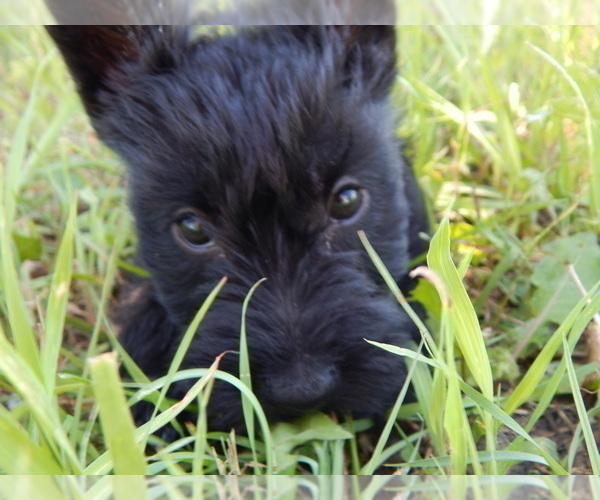 Medium Photo #1 Scottish Terrier Puppy For Sale in WHITEWOOD, SD, USA