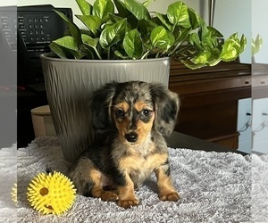 Dachshund Puppy for sale in GREENWOOD, IN, USA