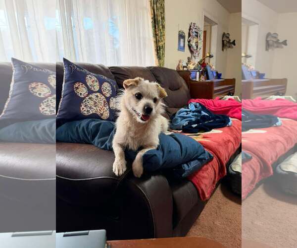 Medium Photo #2 Mutt Puppy For Sale in Spring Lake, NC, USA