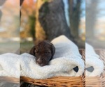 Small Photo #3 Australian Labradoodle Puppy For Sale in PEA RIDGE, AR, USA
