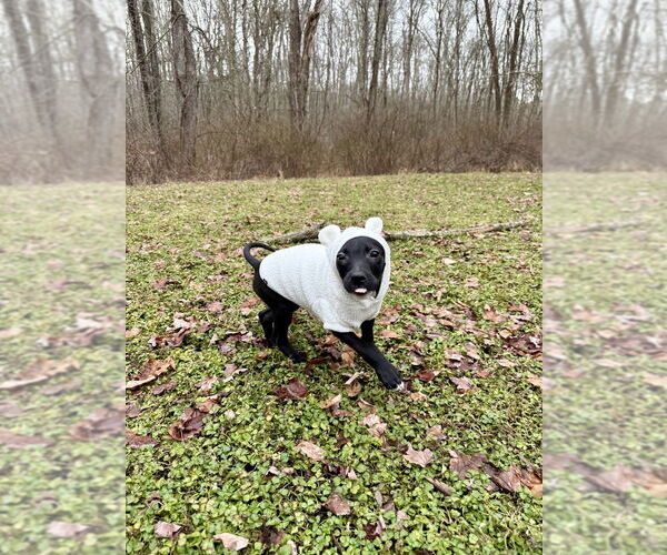 Medium Photo #15 Labrador Retriever-Unknown Mix Puppy For Sale in Brewster, NY, USA