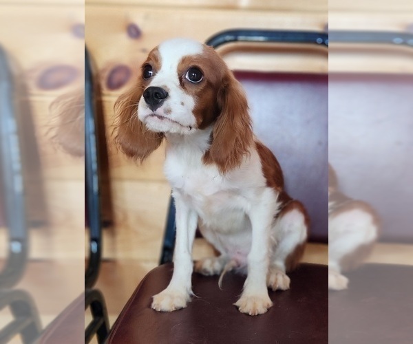 Medium Photo #2 Cavalier King Charles Spaniel Puppy For Sale in CARLISLE, KY, USA