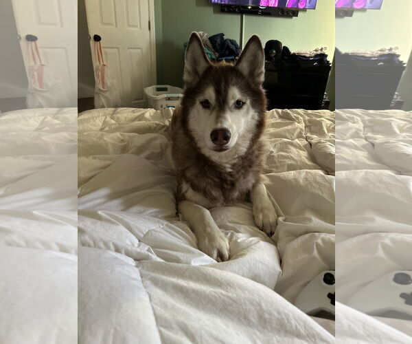 Medium Photo #3 Siberian Husky Puppy For Sale in Miami, FL, USA