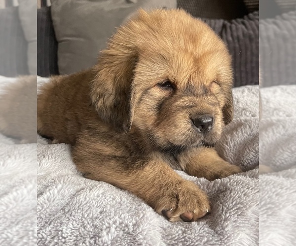 Medium Photo #1 Tibetan Mastiff Puppy For Sale in NAPA, CA, USA