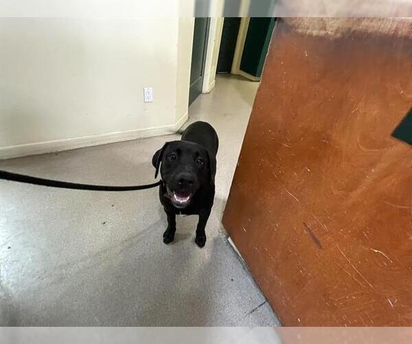 Medium Photo #1 Labrador Retriever-Unknown Mix Puppy For Sale in Pasadena, CA, USA