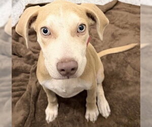 Staffordshire Bull Terrier-Unknown Mix Dogs for adoption in Houston, TX, USA