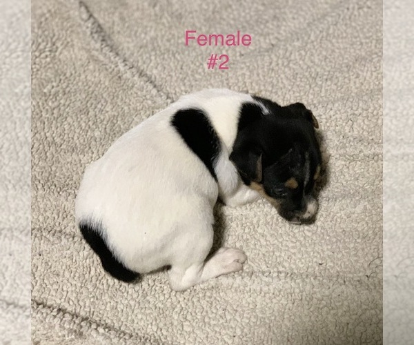 Medium Photo #1 Jack Russell Terrier Puppy For Sale in KINGSVILLE, MO, USA