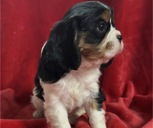 Cavalier King Charles Spaniel Puppy for sale in EDWARDSBURG, MI, USA