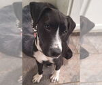Small #9 Collie Mix