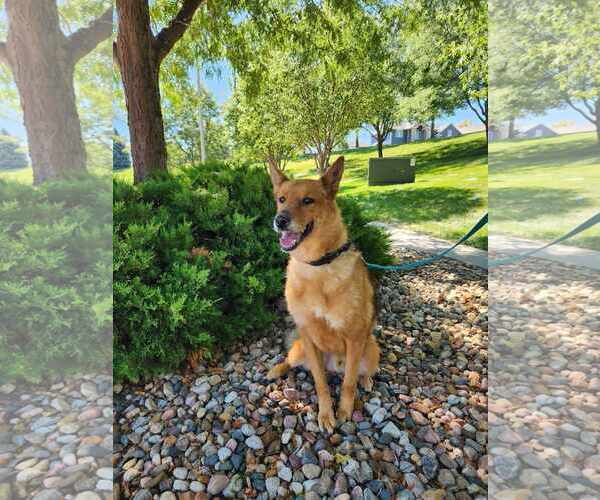 Medium Photo #3  Puppy For Sale in , 