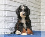 Small #2 Bernedoodle (Miniature)