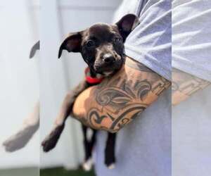 Boxer-Unknown Mix Dogs for adoption in Pompano Beach , FL, USA