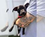Small Boxer Mix