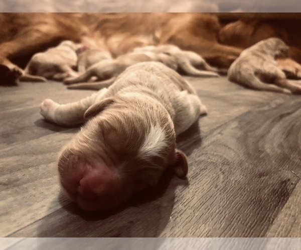 Medium Photo #3 Goldendoodle Puppy For Sale in CENTURIA, WI, USA