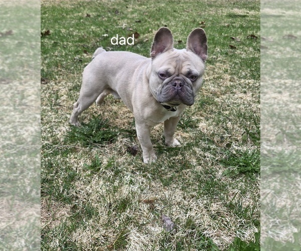 Medium Photo #1 French Bulldog Puppy For Sale in MAPLETON, ME, USA