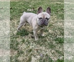 Small Photo #1 French Bulldog Puppy For Sale in MAPLETON, ME, USA
