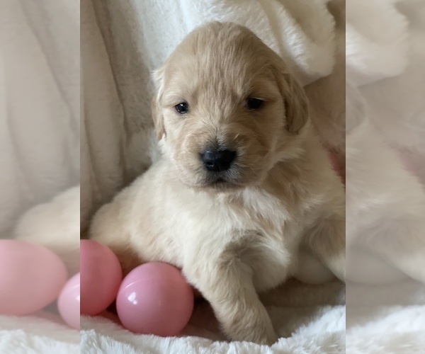Medium Photo #4 Golden Retriever Puppy For Sale in ANTIOCH, CA, USA