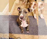 Small #5 American Pit Bull Terrier