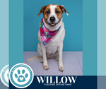 Small #1 Labrador Retriever Mix