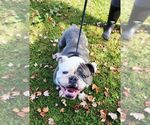 Small #1 Bulldog