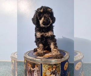 Poodle (Miniature) Puppy for sale in HOMERVILLE, GA, USA