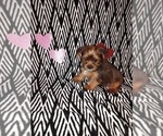Puppy 5 Yorkshire Terrier