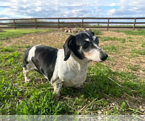 Dachshund Dogs for adoption in Germantown, OH, USA