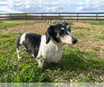 Small Dachshund