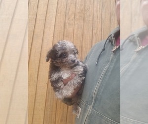 Aussiedoodle Puppy for sale in SPENCER, TN, USA