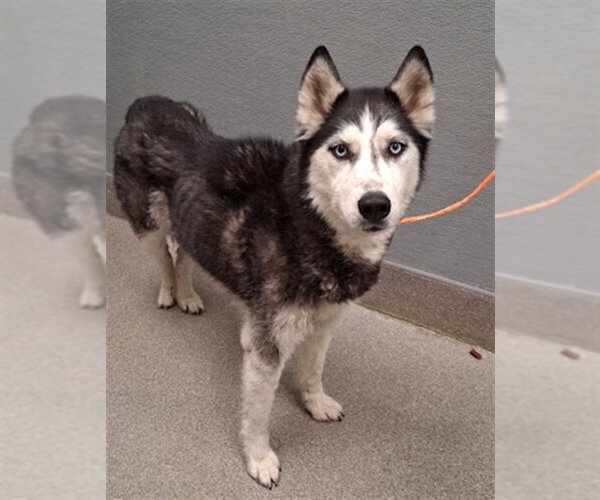 Medium Photo #1 Siberian Husky-Unknown Mix Puppy For Sale in Las Vegas, NV, USA
